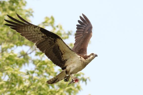 #Osprey