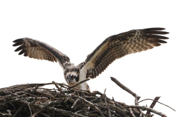 #Osprey