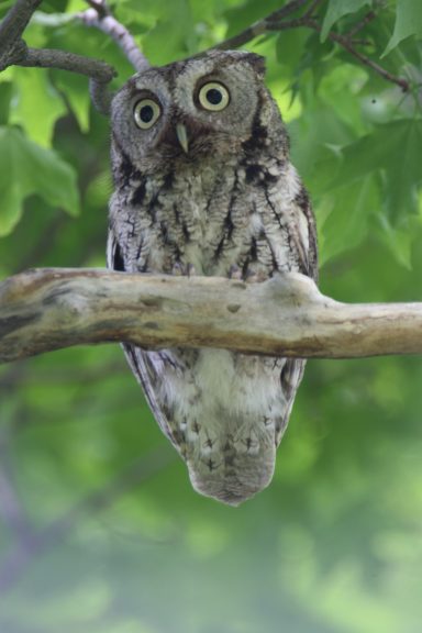 #Screech #Owl