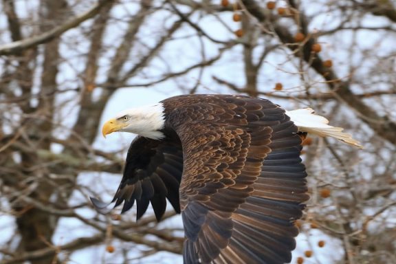 #BaldEagle #Eagle #Soaring