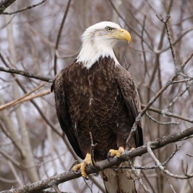 #Bald #Eagle #BaldEagle