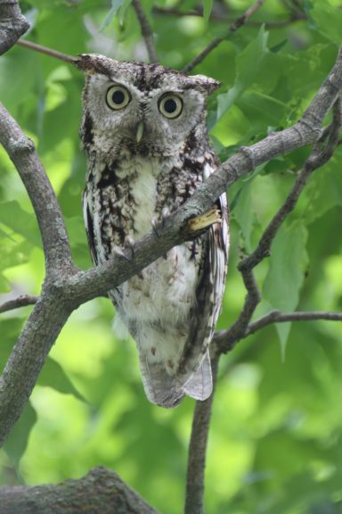 #Screech #Owl