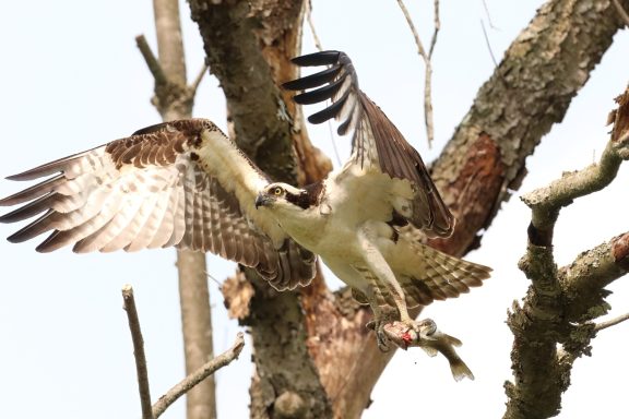 #Osprey