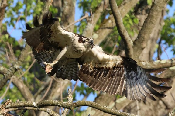 #Osprey