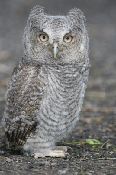 #Screech #Owl #Owlet