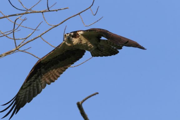 #Osprey