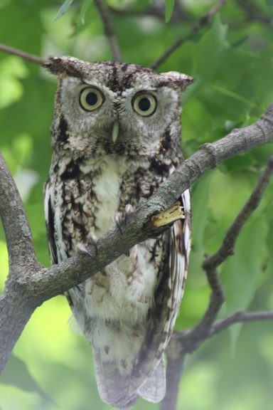 #Screech #Owl