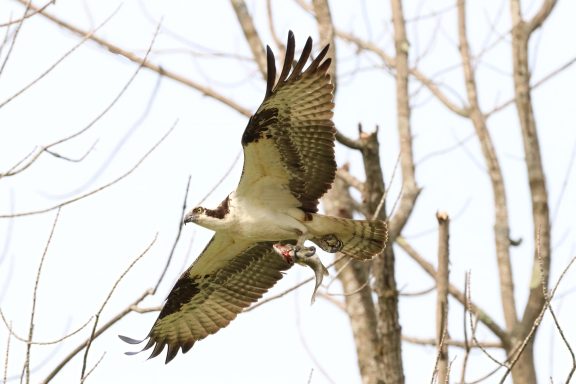 #Osprey